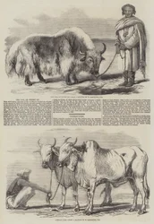 Lo yak, o bue del Tibet